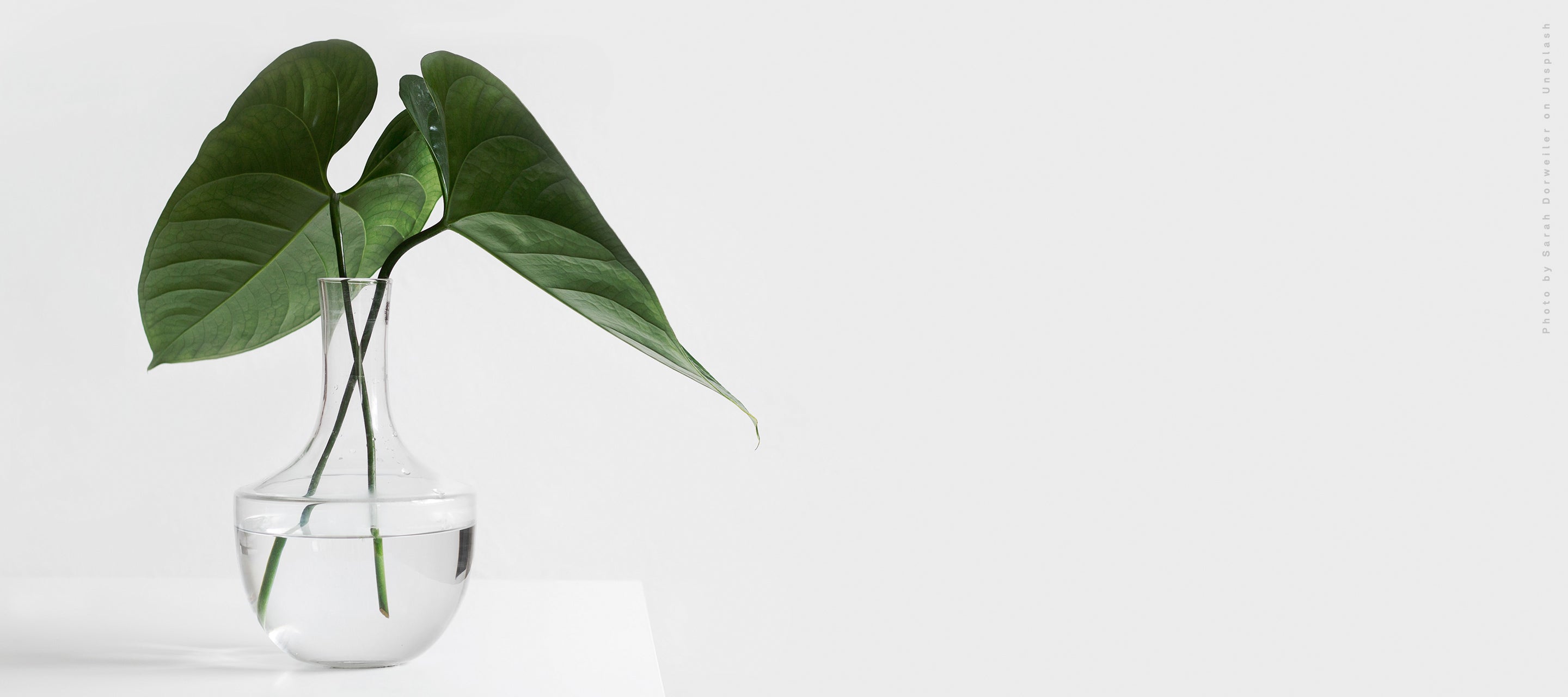 Minimalist green leaf in a clear glass vase on a white background for a fresh, clean skincare aesthetic.