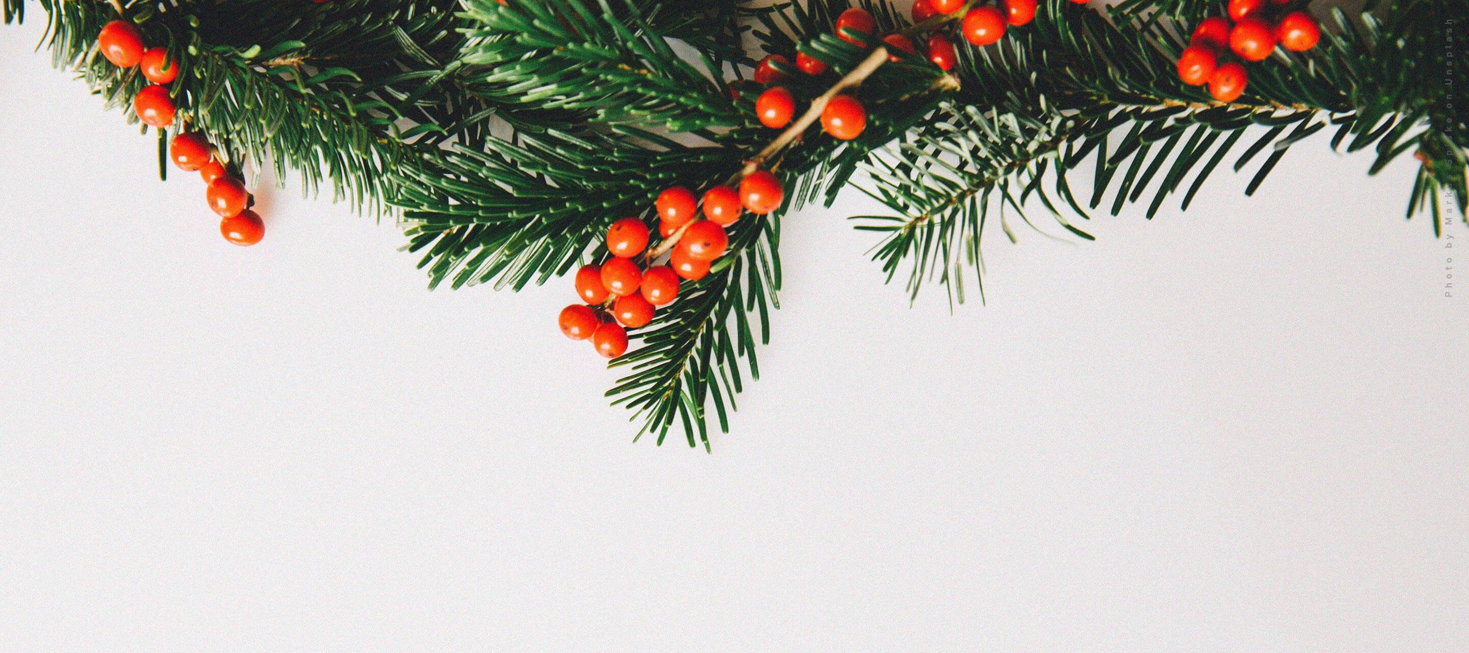 Green evergreen branches with bright red berries arranged along the top edge of a plain white background.