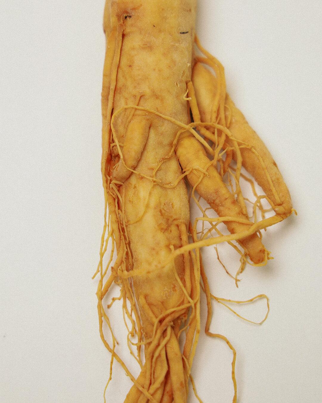 Close-up of a raw ginseng root, highlighting the key K-Beauty ingredient in the Hyeja Retinoid Face Oil.