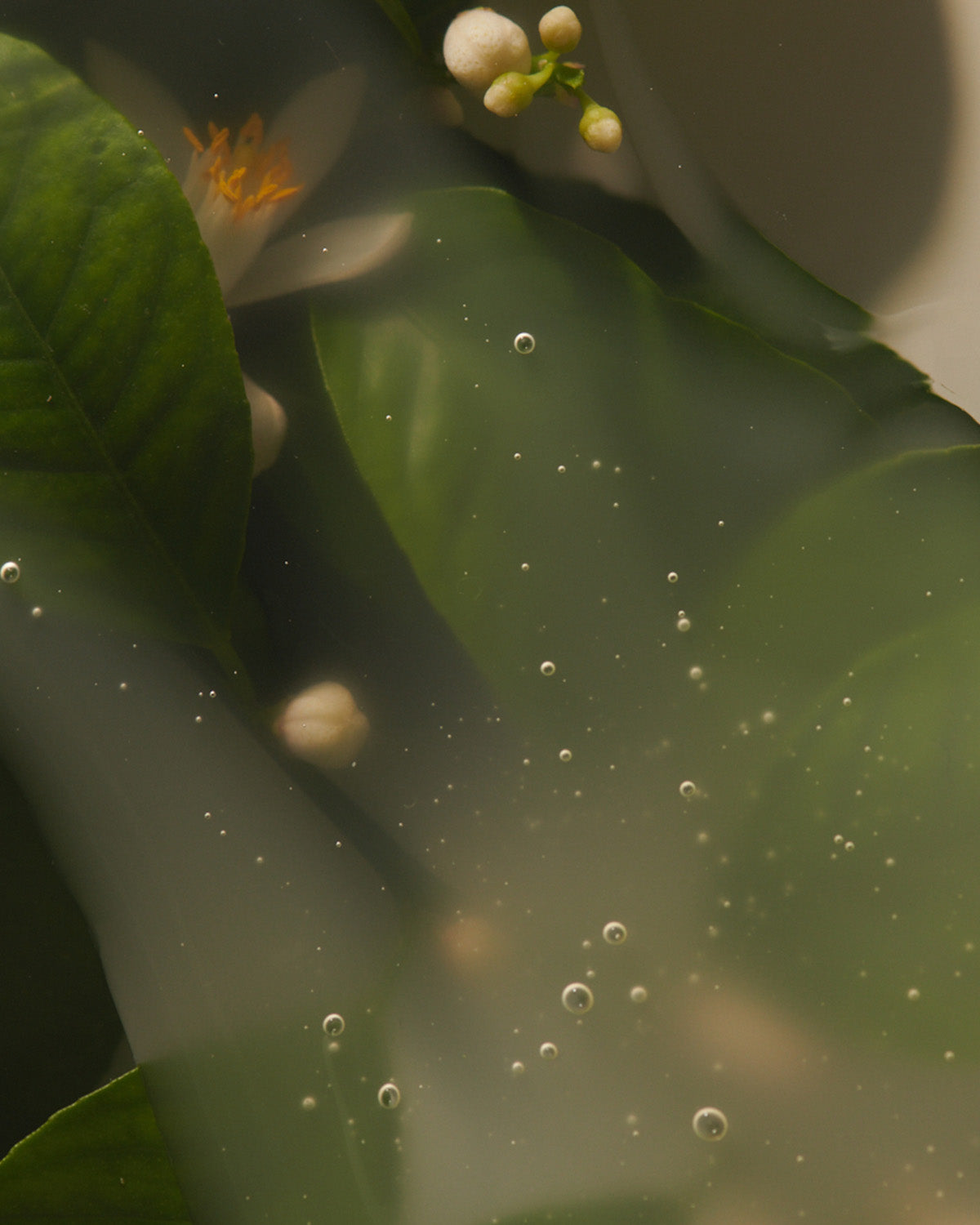 An extreme close-up, artistic shot of neroli flowers and dark green leaves submerged in a clear, bubbly serum liquid.