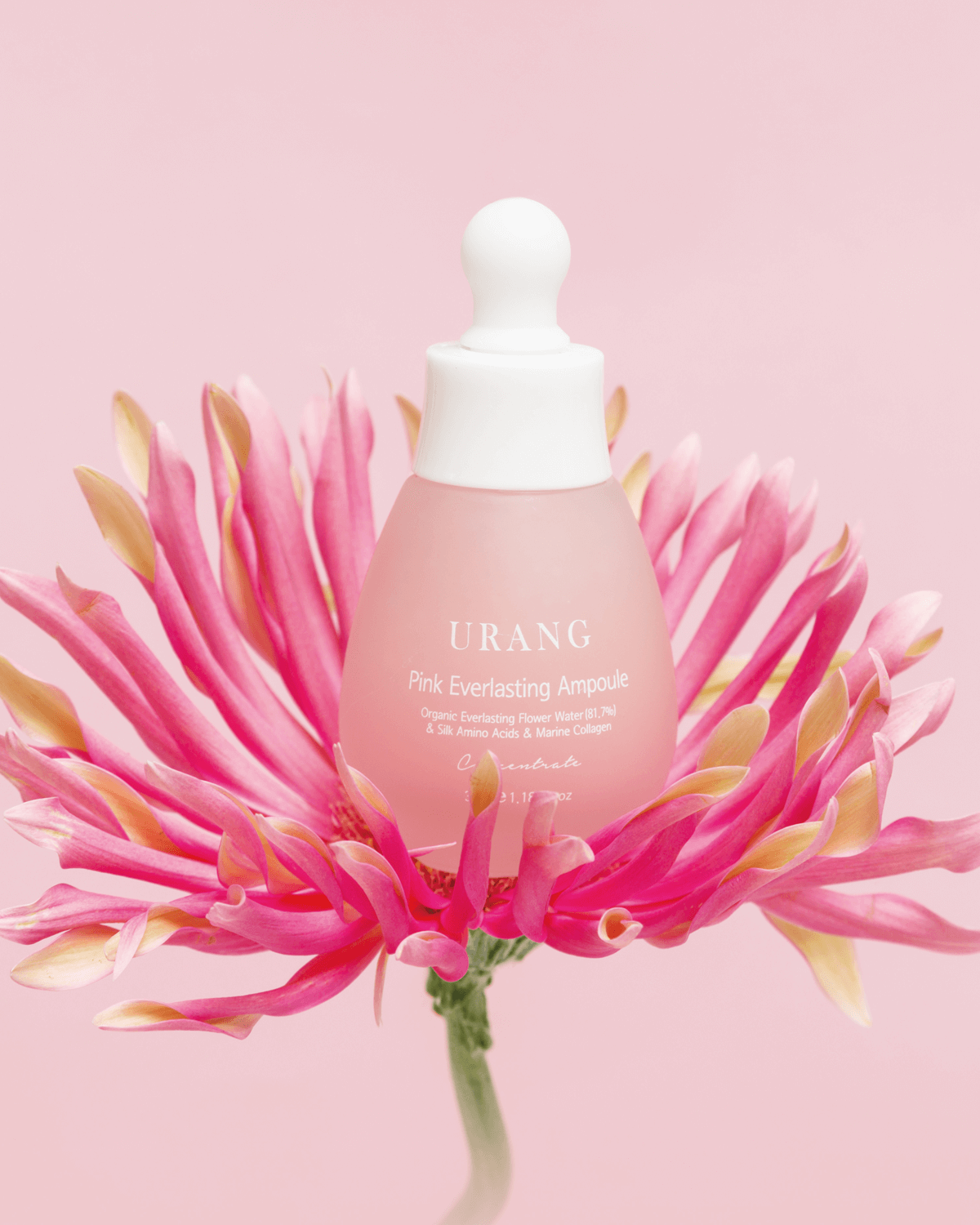 Urang Pink Everlasting Ampoule_Best new anti-aging treatment