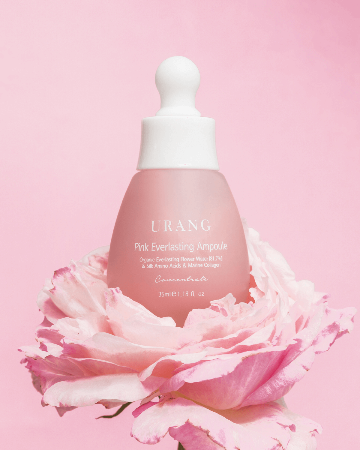 Close-up of the frosted pink Urang Pink Everlasting Ampoule bottle resting on the petals of a large, pale pink rose, showcasing the product's connection to its flower-based ingredients.