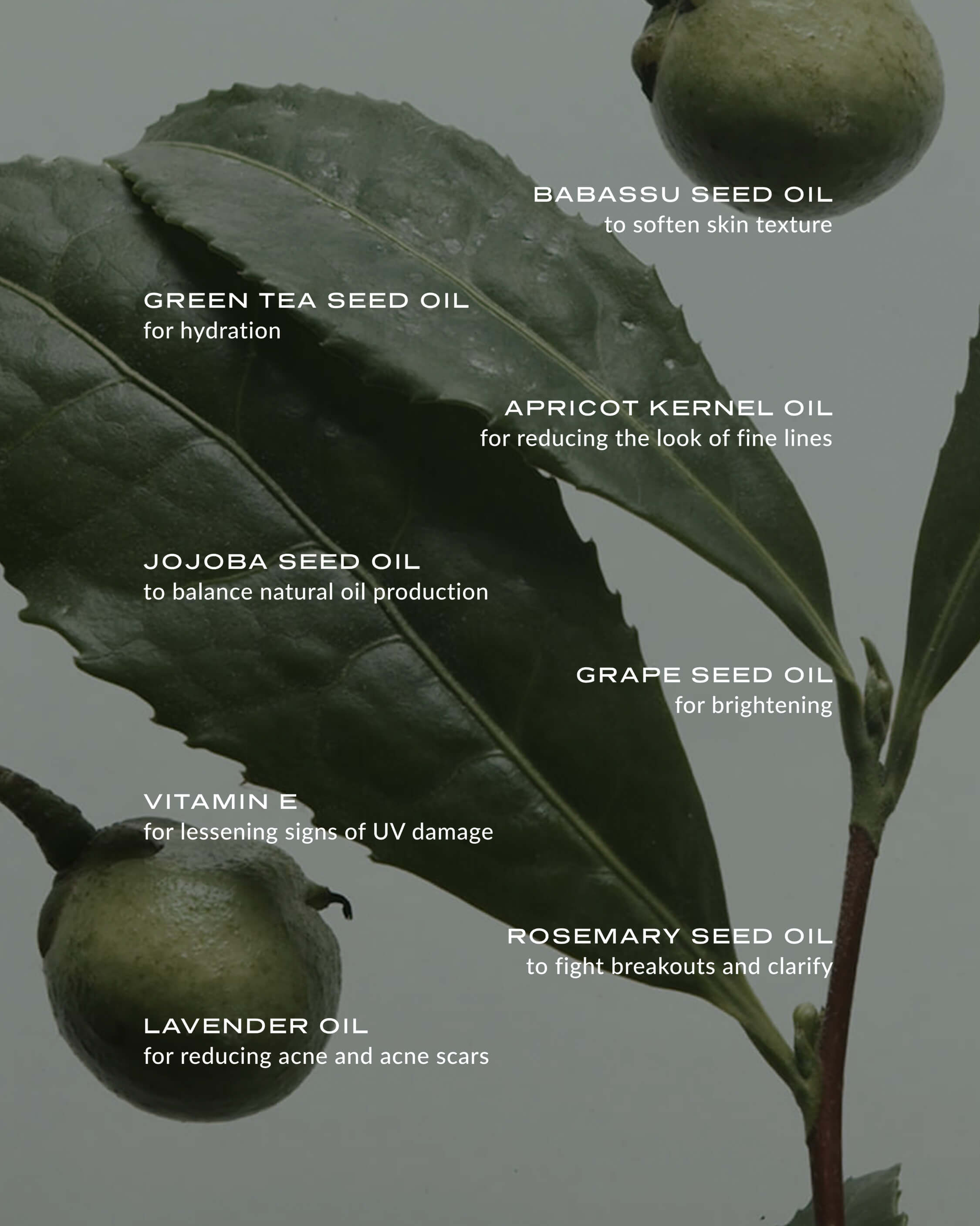 WYLYS Phyto Green Cleansing Balm – Luxurious balm-to-oil cleanser that removes makeup, SPF, and impurities while nourishing skin with botanical oils, Plant Powered Oil-based Daily Cleansing Balm All Natural Fresh First Cleanser All Skin Types. Key ingredients explained over green tea plant.