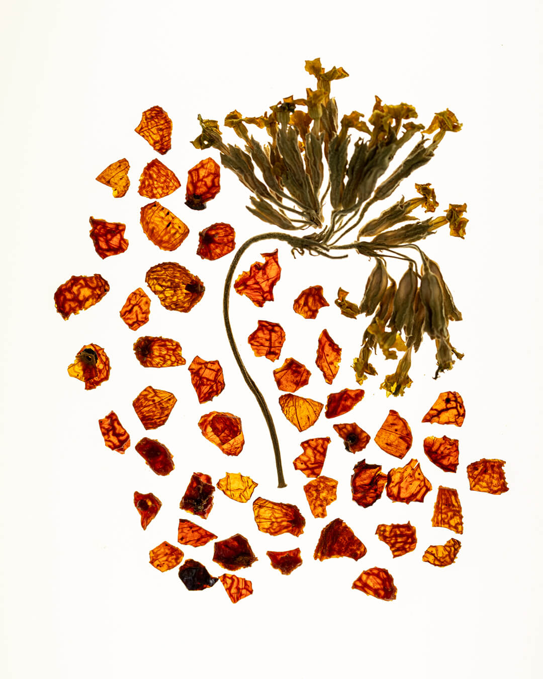 Ohlolly Korean Skincare Wylys Double Rose Luminizer Key ingredients calendula and rosehip seeds.