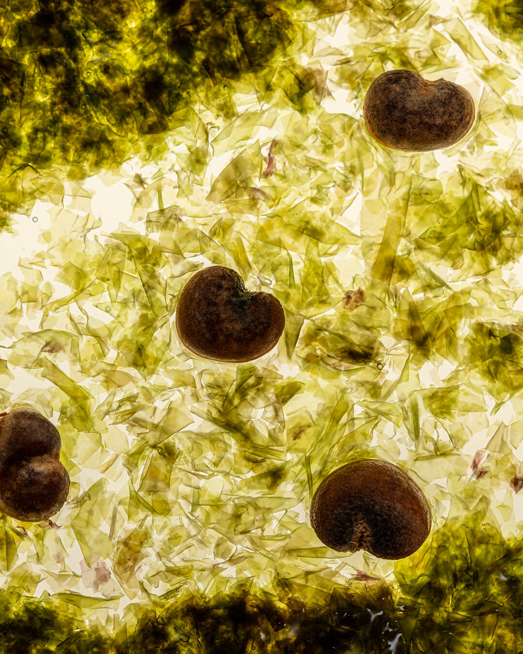 WYLYS Liquid V-Lift Key ingredients algae and baobab seeds closeup. Benefits include hydrating, strengthening weak barrier, plumping, and helping to produce more collagen.