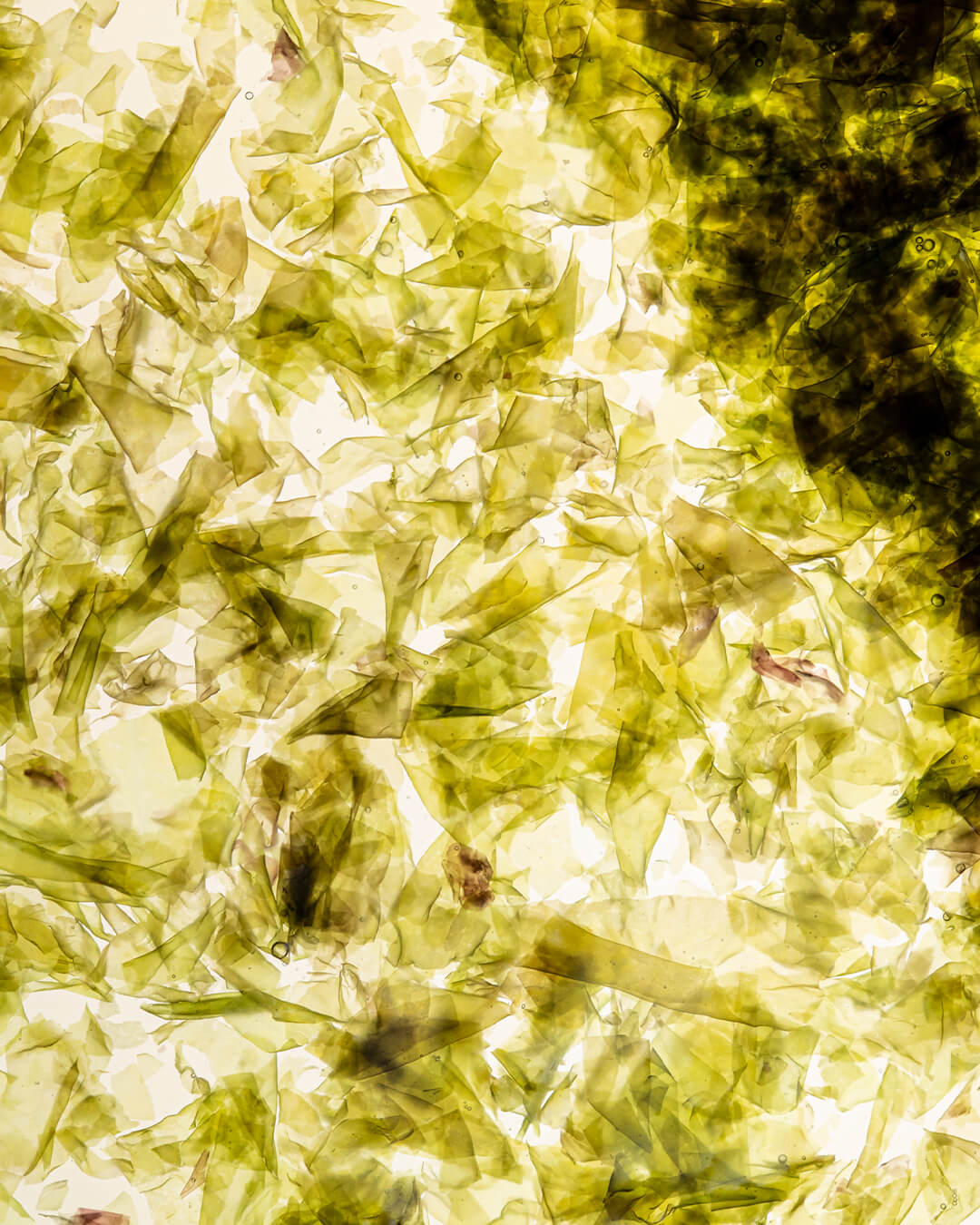 WYLYS Nightinol Cream 2% Triple Retinol Complex Night Repair Cream Rich Cream for Anti-aging, Redness reduction, Plump, Brighter Skin, WYLYS Nightinol Cream – Key ingredient algae peptides close up. Made in France.