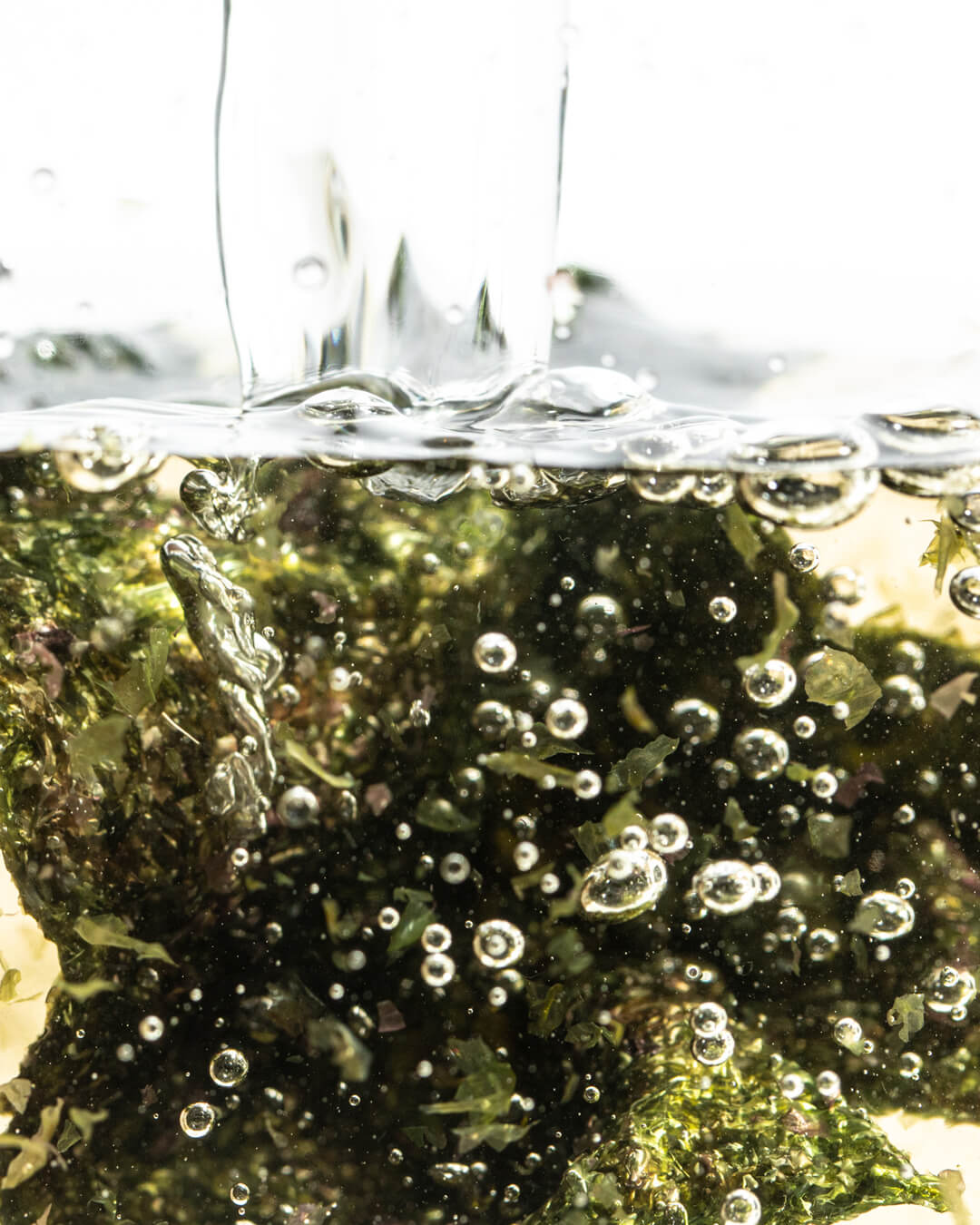 WYLYS Nightinol Cream 2% Triple Retinol Complex Night Repair Cream Rich Cream for Anti-aging, Redness reduction, Plump, Brighter Skin, WYLYS Nightinol Cream – Key ingredient algae peptides close up. Marine ingredients. Made in France.