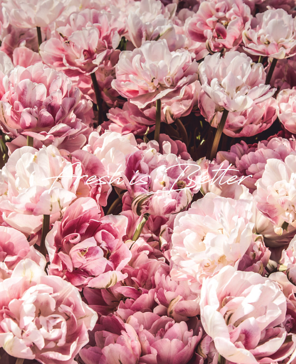 A dense, close-up cluster of blooming Damask roses in various shades of pink and pale pink, with a slight "A fresh start is better" text overlay in the center.