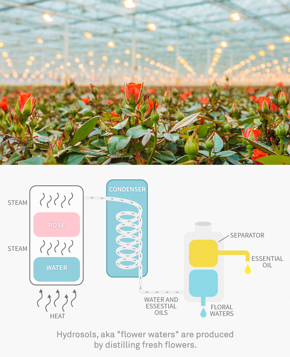 Fresh red roses on top half with rose water extraction process diagram on the bottom