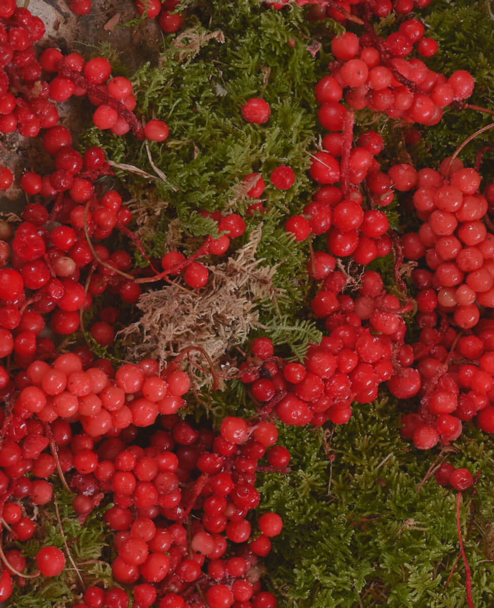 Sioris Calm Me Down Cream with omija and calendula for skin repair and nourishment