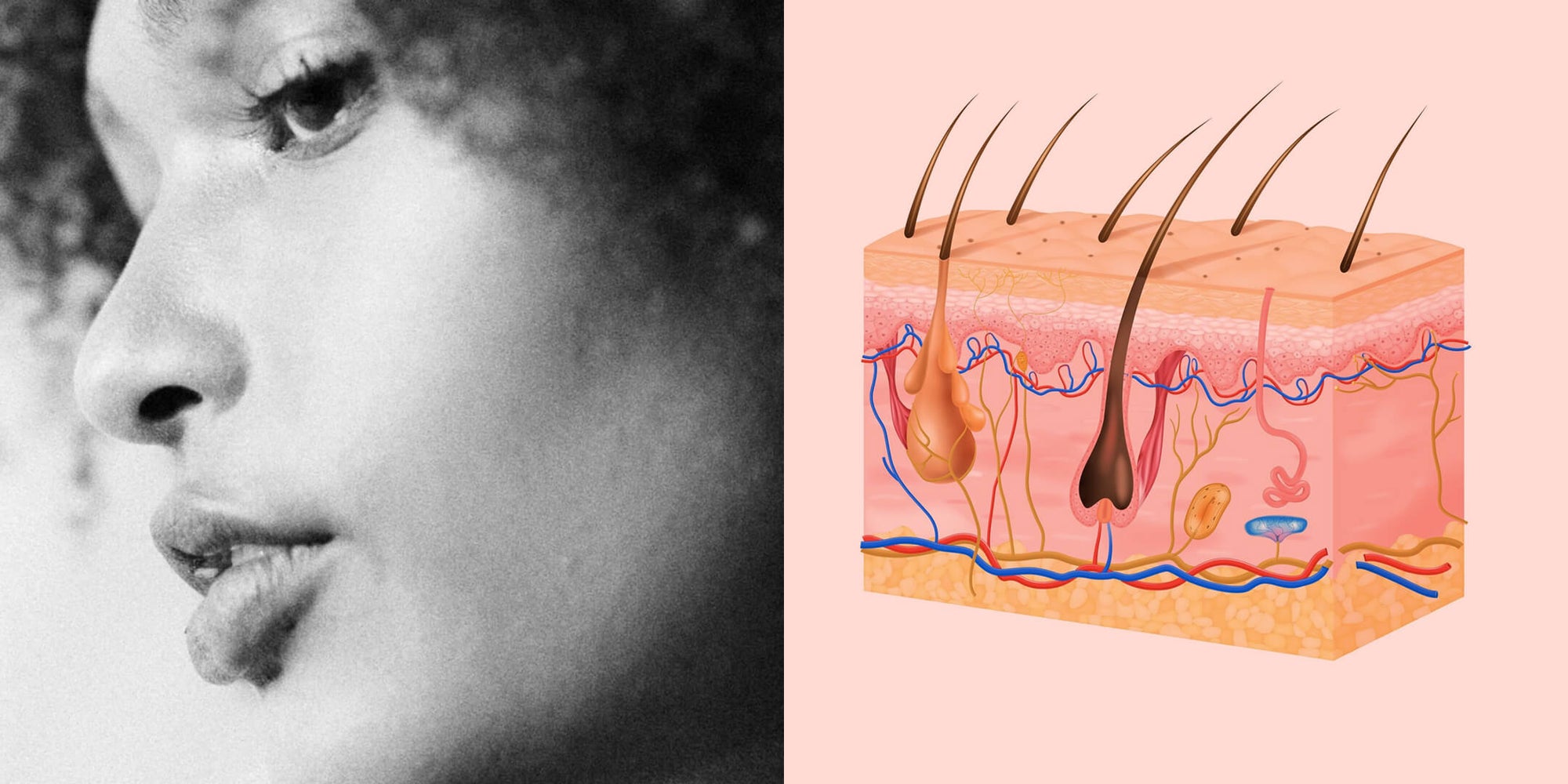 Skin Anatomy Title Blog Illustration