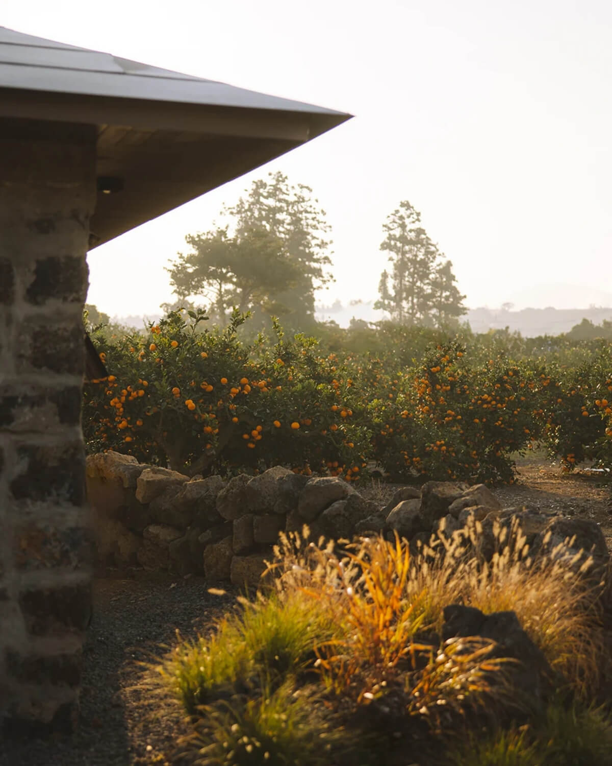 A scenic view of an orange grove at sunrise, featuring trees heavy with fruit and a stone wall.
