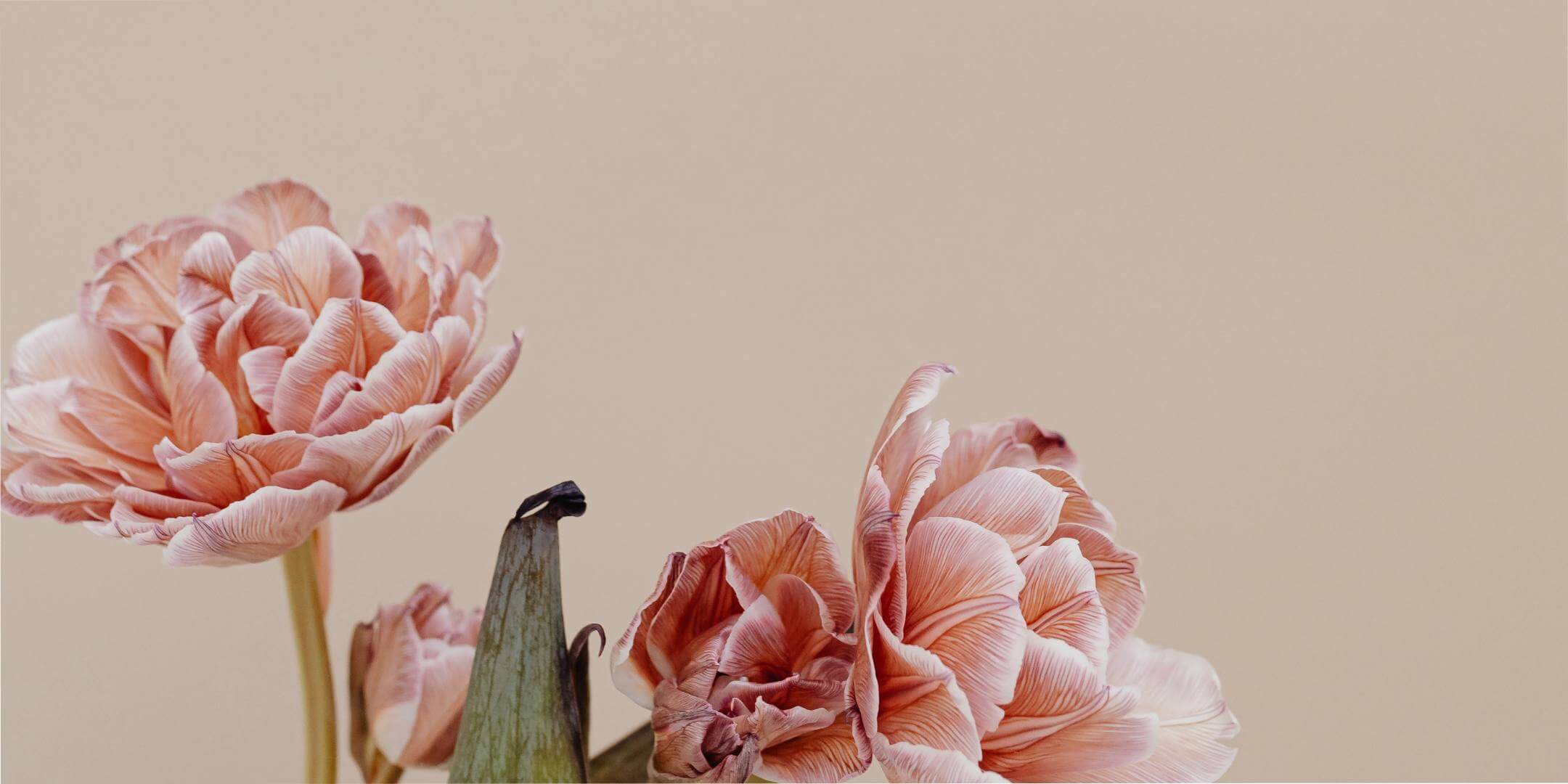 Pink flowers on a beige background