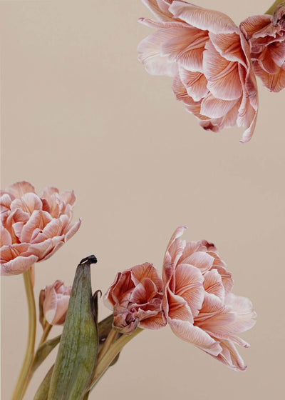 pink flowers with sage green leaves on a beige background