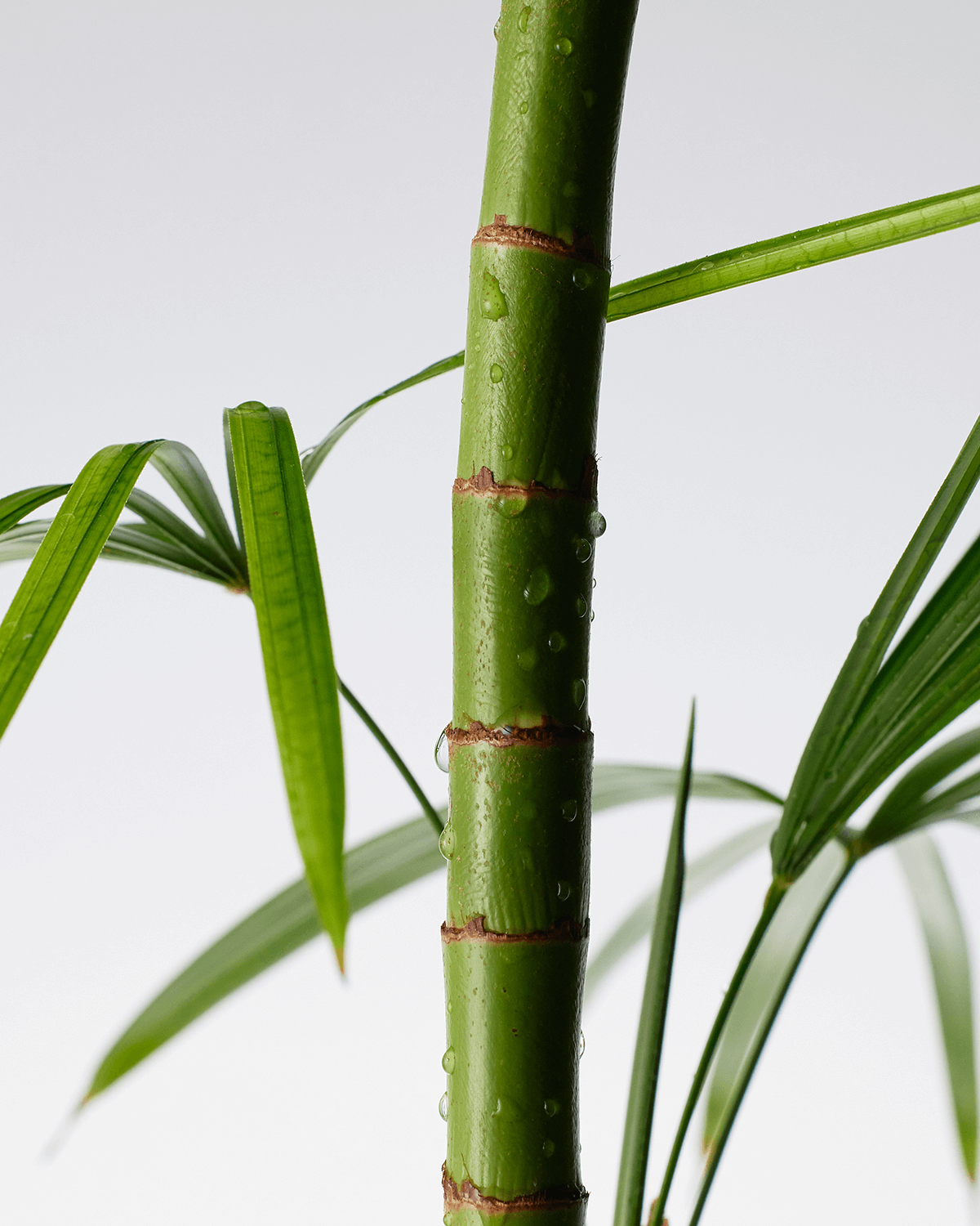 Purito Mighty Bamboo Panthenol Cleanser_Low pH, Vegan Cleanser for Hydration and Barrier Support